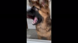 Young shepherd dog playing with foam on the muzzle
