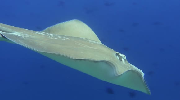 Diver has magically close encounter with beautiful and deadly stingray