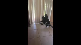 Oreo and Wade boxing