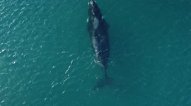 Ballenas en Puerto Madryn, Patagonia Argentina
