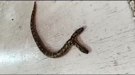 7 inches rare snake with 2 mouth and 4 eyes found in India