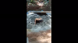 Two lovely puppies are playing energetically over the gravel. They have started exploring after being born a few weeks back.