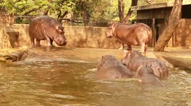 Hippo Threatens Babies to Stop Mischief or Else Face Wrath