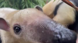 Animals at a wildlife park enjoy smoothies, ice lollies and sprinklers to keep cool