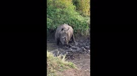 Wildlife South African rhino
