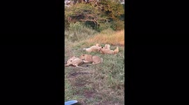 Lioness and her playful cubs