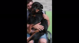 This hefty Rottweiler thinks she's a lapdog