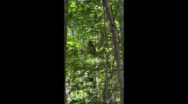 Noisy Hawks Calling in Woods