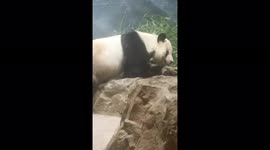 Hilarious panda is tired of entertaining the spectators at the zoo