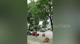 Bird chases and pecks golden retriever as it mistakes the dog for 'murderer'