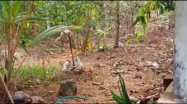 Kittens having a playful evening, climbing plants and fighting