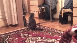 'What? Wait..I'm a CAT! Amusing moment feline is transfixed by reflection