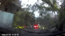 Tree falls onto car moments after driver climbs inside during storm in Thailand