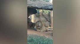 Overheated white lion sticks tongue out like dog due to blazing temperature in China