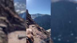 Pair of cocker spaniels complete 90 munros in one year and love camping with their own sleeping bags