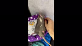 The rat falls asleep sweetly while being stroked