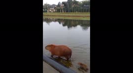 Baby capybara funny jumps a duct