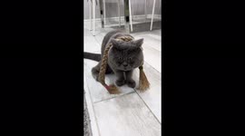 Unusual looking cat becomes viral sensation