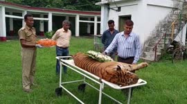 World's oldest Royal Bengal Tiger passes away at 25 in eastern India
