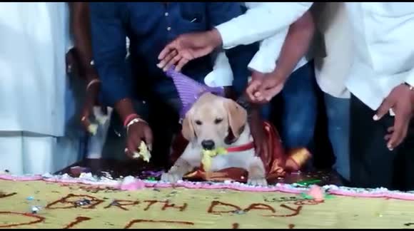 Indian man throws huge birthday party for pet dog with 100 kg cake and 4,000 guests