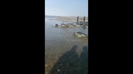 Bizarre moment Russian fishermen accidentally hauled in large group of seals