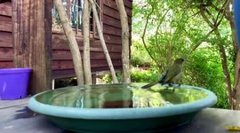 Olive sunbird bathing on wooden deck of cabin in the woods. Part 1.