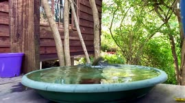 Olive sunbird bathing on wooden deck of cabin in the woods. Part 2.