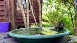 Olive sunbird bathing on wooden deck of cabin in the woods. Part 3.