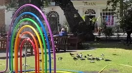 Pigeons cool off in water during heatwave in Woolwich, London