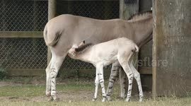 Critically endangered Somali wild ass foal feeds from mum at UK zoo