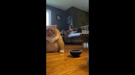 Fat cat! Real-life Garfield demands seconds