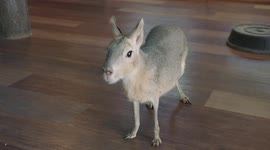 How This Rodent Is More Like a Dog Than Anything Else