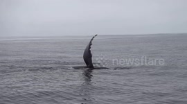 Mom and calf humpback whales wave at camera!