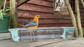 Red-capped robin-chat bathing on wooden deck of cabin in the woods. Part 1.