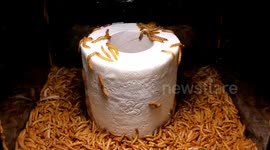 7 Day Time Lapse Experiment: 10 000 Mealworms vs Toilet Paper