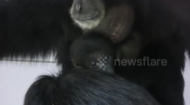 UK zoo visitors can't get enough of this adorable baby gibbon