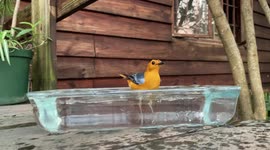 Red-capped robin-chat bathing on wooden deck of cabin in the woods. Part 2.