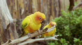 Check Out The Feet on These Birds That Allow Them To Climb Anything