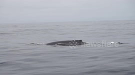 Whale watching near Santa Cruz Island