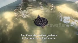 A glimpse into the lives of injured turtles in Thailand