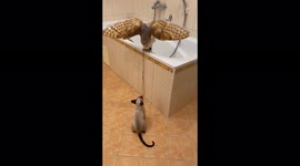A huge owl won't let the cat into the bath!