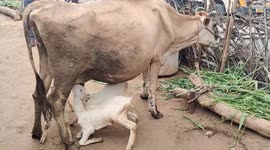 Cow feeds four lambs with affection in South India