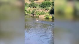 Lost deer caught on camera cooling down by bounding across UK river