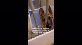Man recuses abused and dying dog