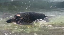 Turtle on land in Hawaii | Green Sea Turtle on famous North Shore beach on Oahu in Hawaii