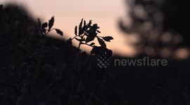 Magnificent super 'Buck' moon graces the skies of Derbyshire, England