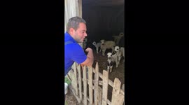 Man in Serbia ranks over 8 million views goofing off with sheep