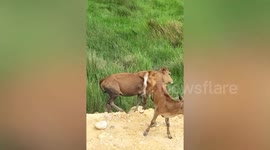 'Mutant' five-legged cow seen roaming pasture in Thailand