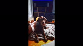 Excitable Labrador can't sit still due to her 'uncontrollable' tail wagging