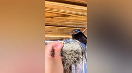 Kind-hearted Chinese woman helps injured swallow feed her babies
